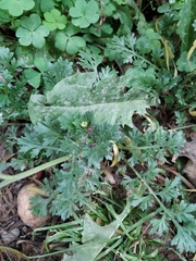 Lepidium
