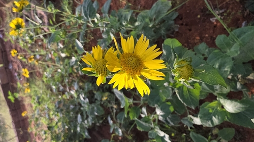 cowpen daisy