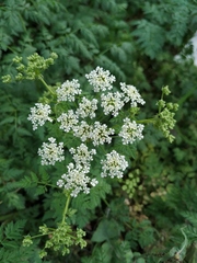 Conium maculatum