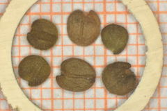 Justicia salviiflora