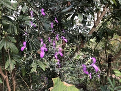 Hypoestes cumingiana