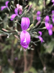 Hypoestes cumingiana