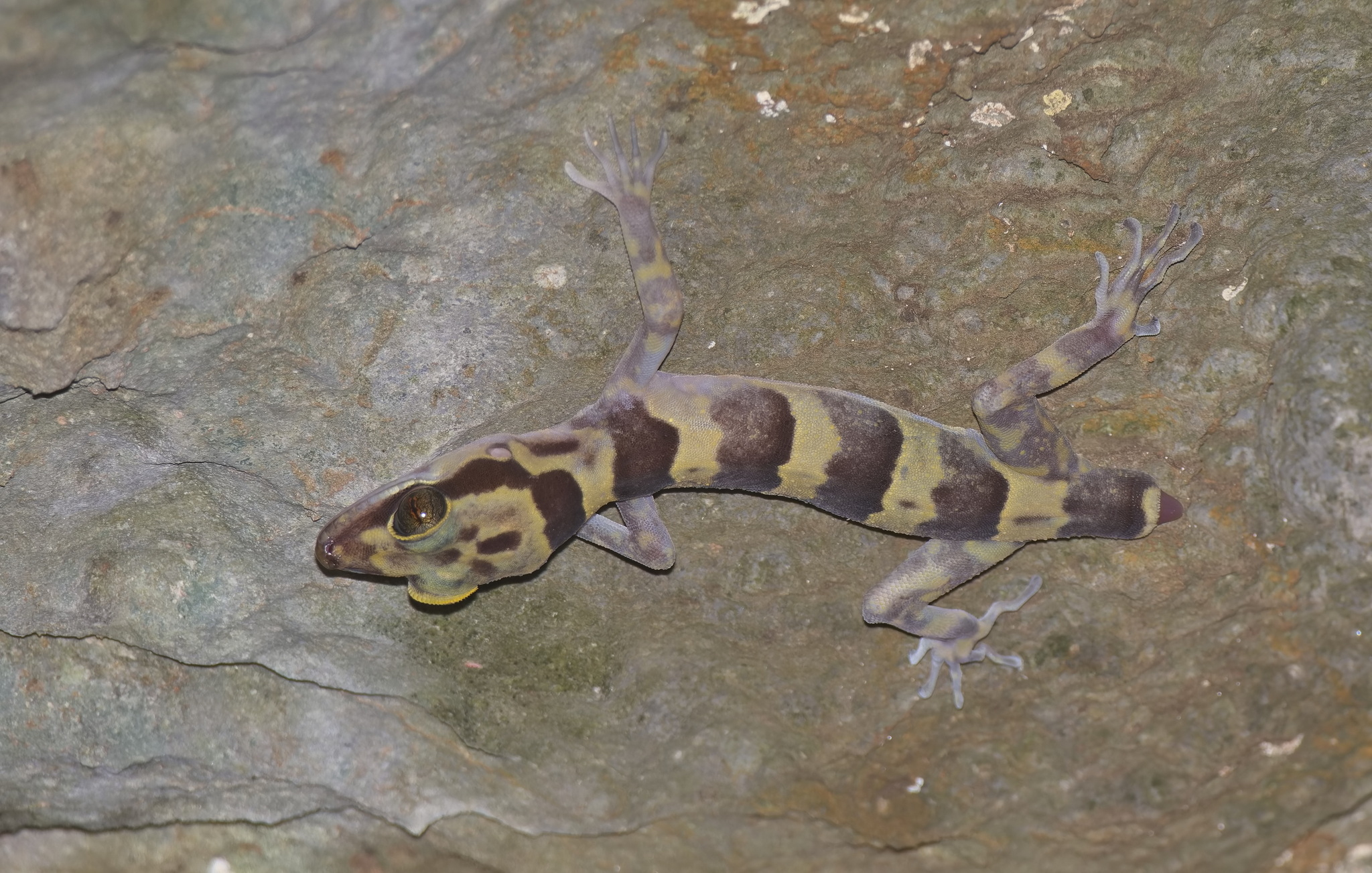 Golden-Belted Bent-Toed Gecko photo 3