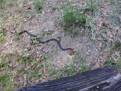 Coluber constrictor priapus image