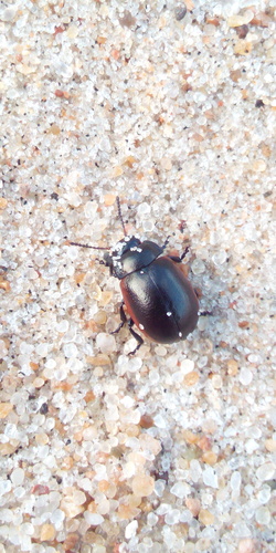 Klitguldbille