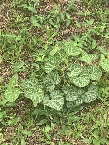 Aristolochia fimbriata