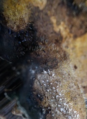 Gliocladium polyporicola