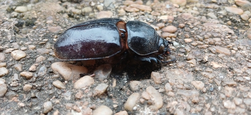 Centaurus Beetle