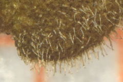 Justicia salviiflora