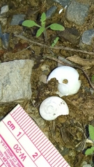 Sonorella allynsmithi