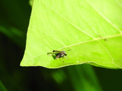 Ropalidia sumatrae