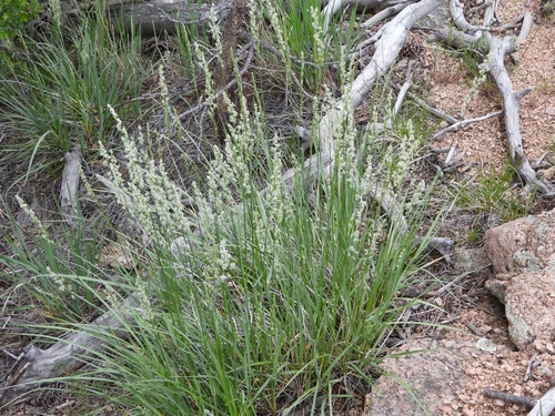 Spike Fescue (Festuca kingii)