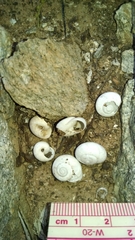 Sonorella allynsmithi