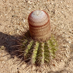 Melocactus macracanthos
