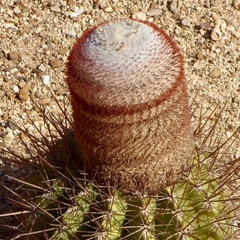 Melocactus macracanthos