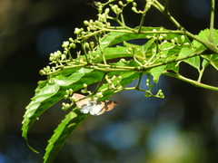 Tagiades calligana