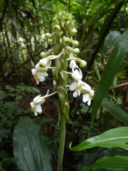 Calanthe