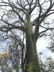Ceiba trischistandra