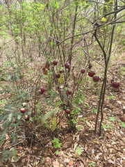 Diospyros inconstans