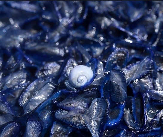 Violet Shellfish Violet Sea Snail from Italy on May 3, 2023 at 01:23 PM by Eva Paulus ...