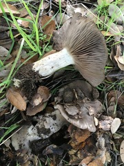 Entoloma subsaundersii