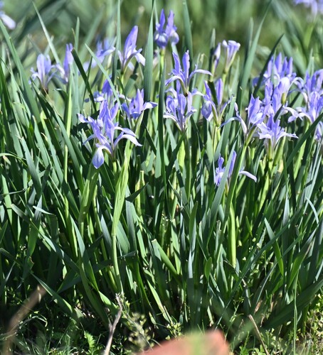 Iris oxypetala