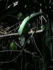 Trachycephalus quadrangulum