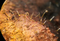 Gliocladium polyporicola
