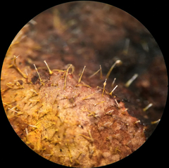 Gliocladium polyporicola