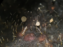 Gliocladium polyporicola