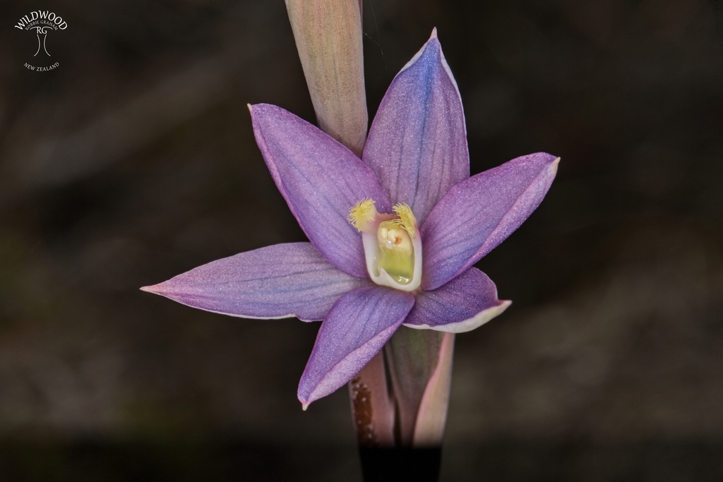 Thelymitra formosa