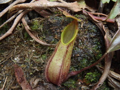 Nepenthes tentaculata