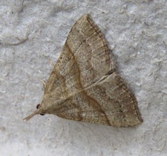 Hypena atomaria