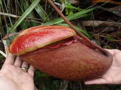 Nepenthes rajah