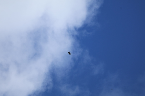 オガサワラノスリ