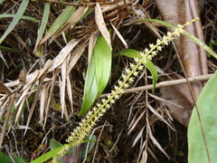 Dendrochilum lancilabium