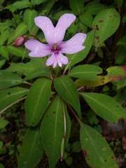 Impatiens kinabaluensis