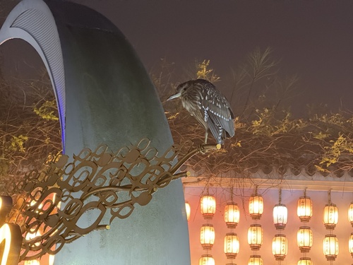 Black-crowned Night Heron