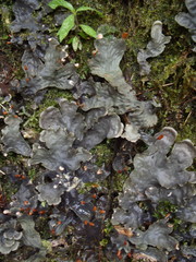 Peltigeraceae