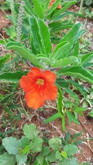 Pterodiscus cinnabarinus