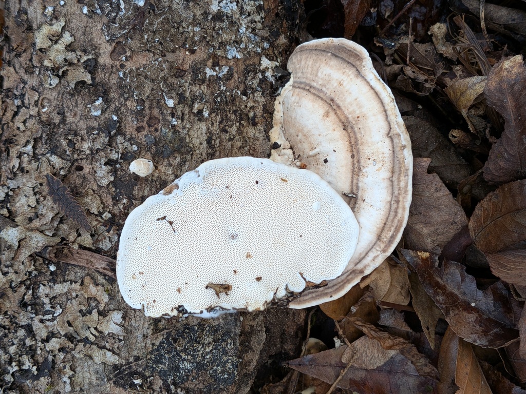 Trametes lactinea · December 2025 · photo: © kzoebel (iNaturalist, cc0)