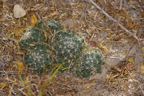 Longmamma Nipple Cactus (Mammillaria sphaerica)