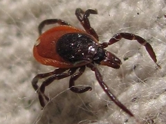 Ixodes persulcatus