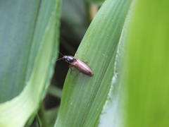 Hemicrepidius decoloratus