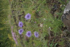 Scabiosa comosa