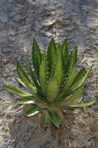 Thorn-crested Agave (Agave lophantha)