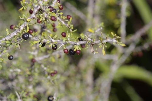 Knifeleaf Condalia (Condalia spathulata)