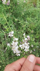 Triaspis glaucophylla