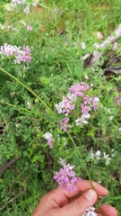 Triaspis glaucophylla