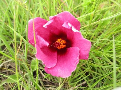 Hibiscus microcarpus